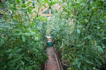 Growing vegetables in greenhouses