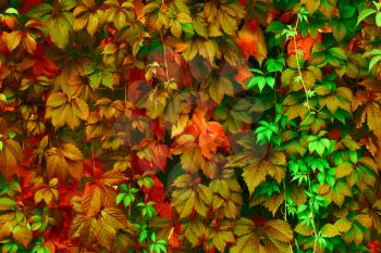 Natural background: leaves of bright colors