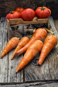 fresh carrots and fruits of tomato in the background is symbolic of  farmer's wagon