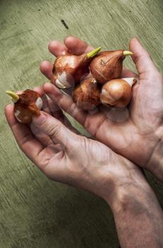 spring protestnymi bulbs of plants in the hands of farmer