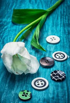 white tulip and buttons for clothing on light blue wooden background