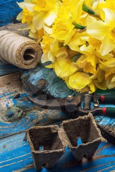 blooming daffodils,peat pots,secateurs on wooden background.Selective focus