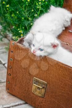little kittens playing in old suitcase.Selective focus