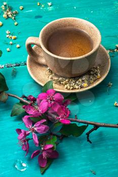 fragrant tea brewed with chamomile in ceramic mugs amid blossoming branch
