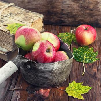 Autumn apples in old stylish saucepan amid the buckets of fallen leaves