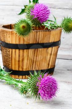 Prickly flowering buds of thistles in wooden tub