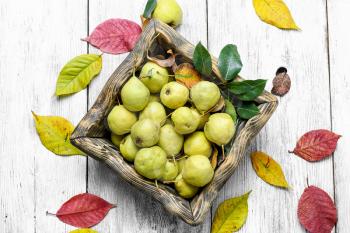 Harvest late autumn pears in wooden basket