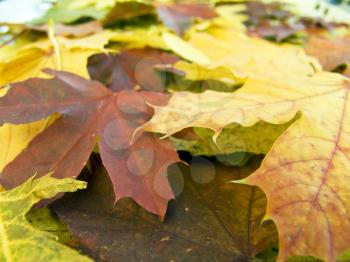the  beautifu autumn leaves season  background