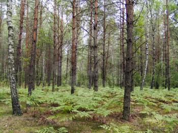 The mixed forest, birch and pine trees with fern bottom, beautiful wild nature landscape