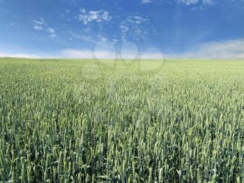 The beautiful immature wheat field and clear blue sky, agriculture theme