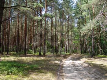 The sandy dirt road in a wild woods