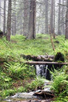 The forest Carpathian Mountain stream, which beginning run on Mount Hoverla and make river Prut