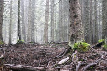 The forest tree roots in the Carpathian Mountain