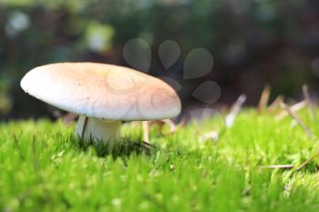 The beautiful russula grow in green moss forest, close-up photo