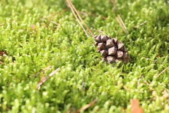 The green forest moss and pine cone, close-up nature background
