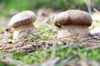 Pair of white mushrooms which grows in the moss forest, boletus in the sun rays, close-up photo