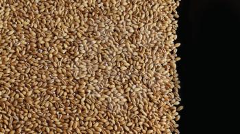 Wholegrain of pearl barley or wheat spill on left black background. Agriculture food raw seed. Closeup macro photo