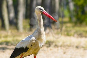 Stork close-up in wood looking for food. Beautiful big bird in nature