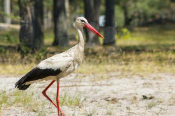 Stork walk in forest and looks for food. Beautiful big bird in nature