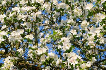 Apple branch with blossom. Springtime farmer garden background