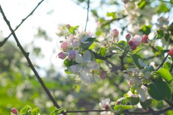 Apple blossom in sun rays. Spring season farmer garden background