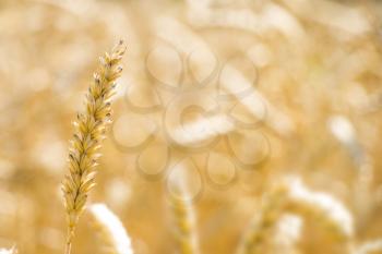 One mature wheat spike growth on blurred field bokeh. Golden agriculture cereal harvest growing in nature. Raw food plant
