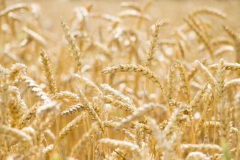Wheat field background. Golden agriculture mature cereal harvest growing in nature. Raw food plant