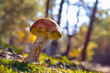 Big mushroom grow in sun rays forest moss. Leccinum growing in sunny wood. Beautiful edible autumn raw bolete