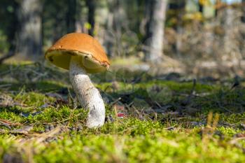 Big Leccinum grow in sun rays forest moss. Mushroom growing in sunny wood. Beautiful edible autumn raw bolete