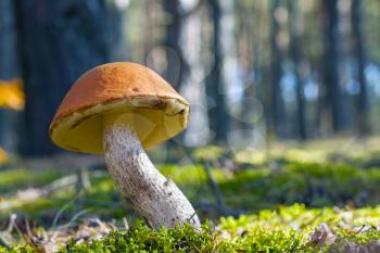 Big mushroom grow in sun rays wood moss. Leccinum growing in sunny forest. Beautiful edible autumn raw bolete