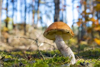 Big mushroom grow in moss. Leccinum growing in sunny wood. Beautiful edible autumn raw bolete
