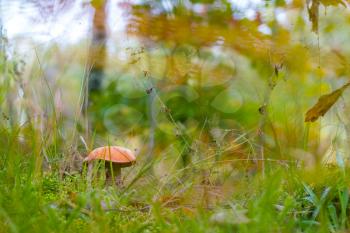 L:eccinum mushroom grow in moss and grass. Orange cap boletus growing in wood. Beautiful edible autumn bolete