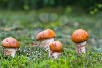 Many small leccinum mushrooms growing in forest moss. Orange cap boletus grow in wood. Beautiful edible autumn bolete