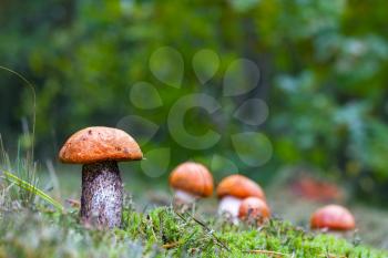 Many leccinum mushrooms growing in forest. Orange cap boletus grow in wood. Beautiful edible autumn bolete