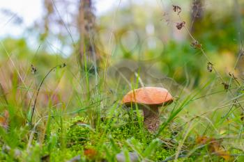 L:eccinum mushroom grow in moss and grass. Red-cap boletus growing in wood. Beautiful edible autumn bolete