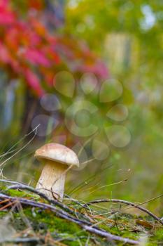 Small cep mushroom grow under red oak tree. Fungus grows in forest. Boletus grow in needles wood