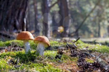 Two big mushrooms grow in sun rays forest. Leccinum growing in sunny wood. Beautiful edible autumn raw bolete