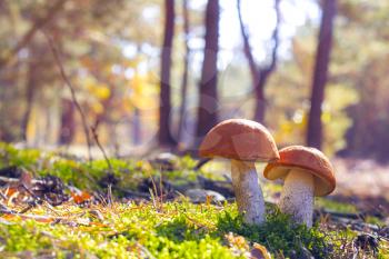 Two big Leccinum grows in sun rays forest. Mushrooms growing in sunny wood. Beautiful edible autumn raw bolete