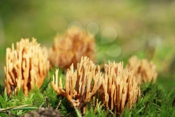 Mushroom Ramaria flava close-up growing in moss. Beautiful little fresh healthy edible plants