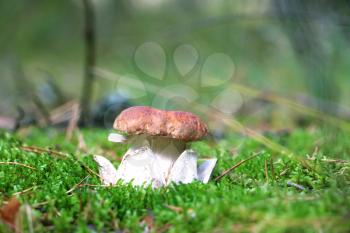 Royal cep grow in sun rays in wood moss. King white fresh mushroom growing in forest. Beautiful bolete with leg shape of the crown or flower