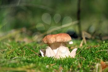 King cep growing in sun rays in wood moss. Royal white fresh mushroom grow in forest. Beautiful bolete with leg shape of the crown or flower