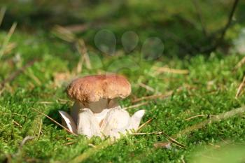 King cep grow in sun rays in wood moss. Royal white fresh mushroom growing in forest. Beautiful bolete with leg shape of the crown or flower