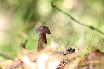 Brown cap boletus growing in wood. Leccinum mushroom grow in needles forest. Beautiful little bolete