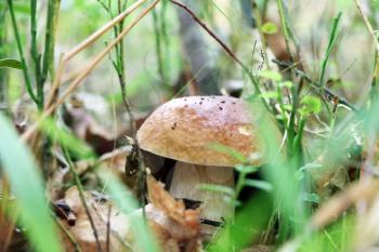 Cep growing in grass wood. White fresh mushroom grow in forest. Beautiful bolete and vegetarian food