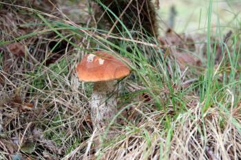 Orange cap boletus growing in wood. Leccinum mushroom grow in needles forest. Beautiful little bolete