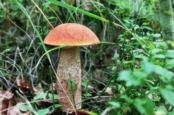 Orange cap boletus grow in wood. Leccinum mushroom growing in needles forest. Beautiful little bolete