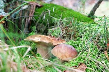 Two edible ceps growing in moss wood. White fresh mushrooms grow in forest. Beautiful bolete and vegetarian food