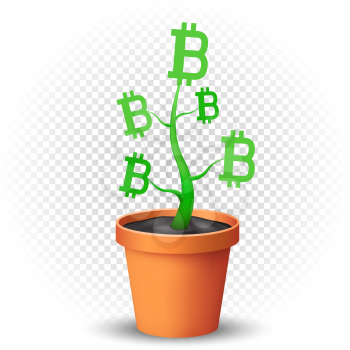 Bitcoins grows in the flowerpot with shadow on transparent background. Green crypto money growing illustration