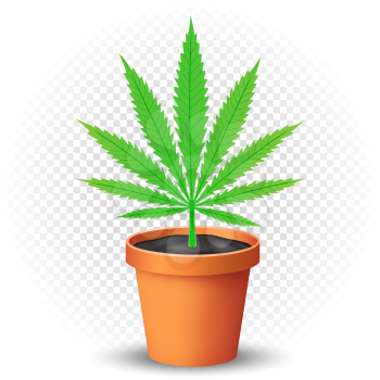 Hemp grows in the flowerpot with shadow on transparent background. Green cannabis narcotic growing illustration