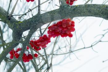 Viburnum cold fruits hang on branches. Winter seasonal berries